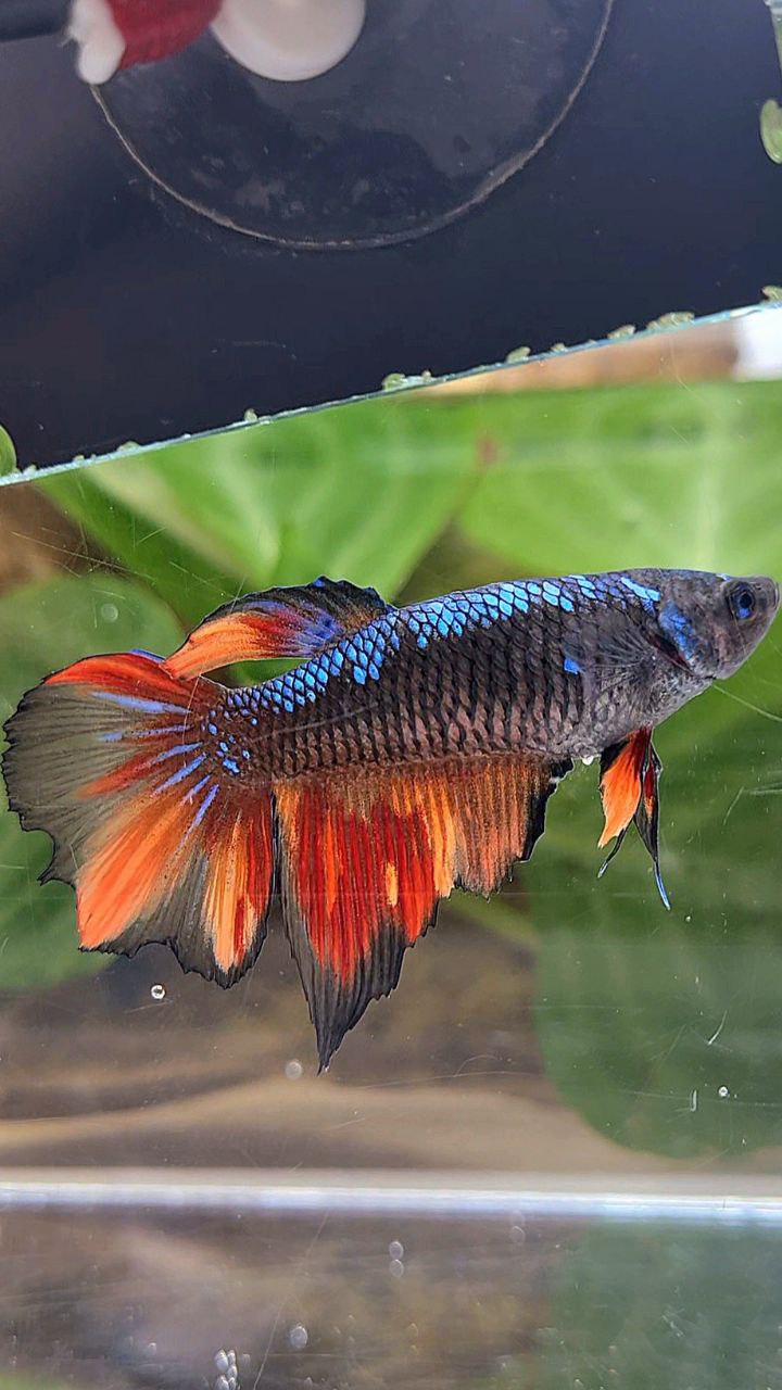 FEMALE HALFMOON BLACK AVATAR FIRE VARIATION BETTA FISH