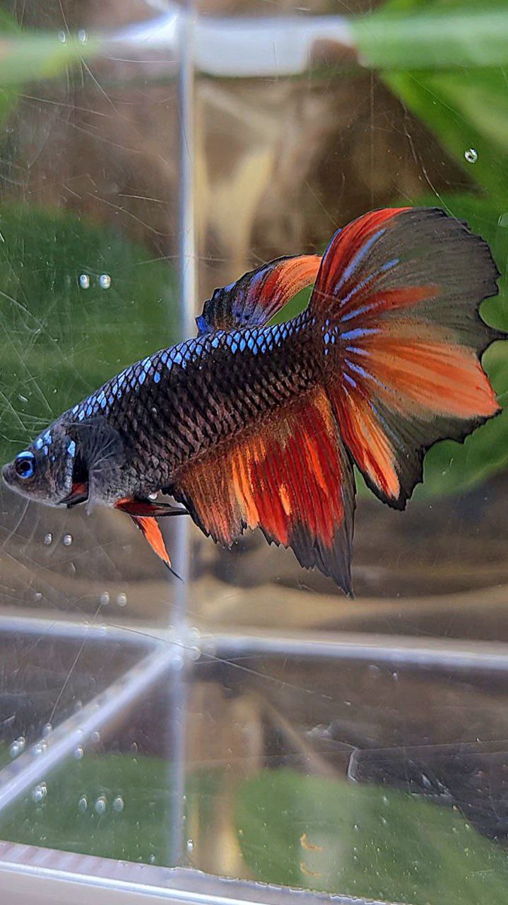 FEMALE HALFMOON BLACK AVATAR FIRE VARIATION BETTA FISH