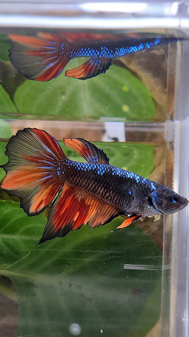 FEMALE HALFMOON BLACK AVATAR FIRE VARIATION BETTA FISH