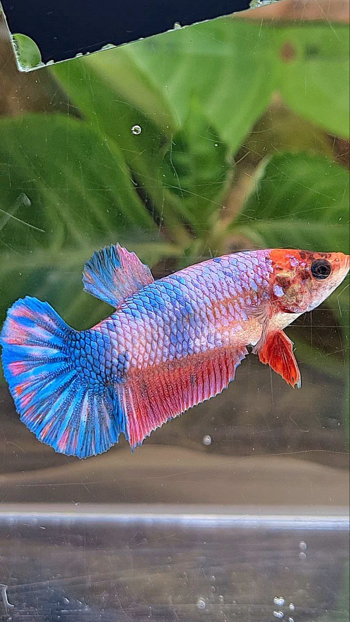 FEMALE PLAKAT FANCY MULTICOLOR BETTA FISH