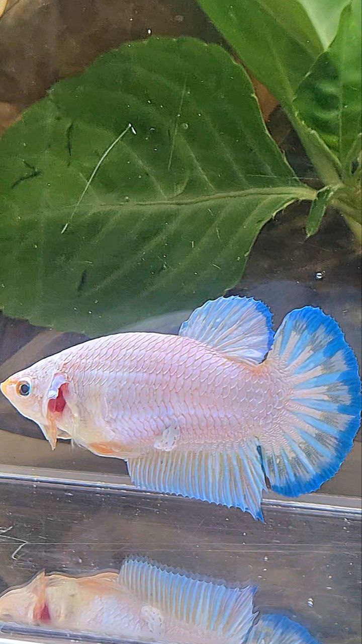 XL FEMALE PLAKAT WHITE FANCY BLUERIM BETTA FISH