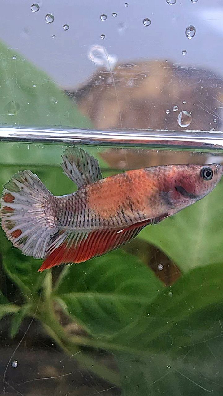 FEMALE PLAKAT RED KOI COPPER MULTICOLOR BETTA FISH