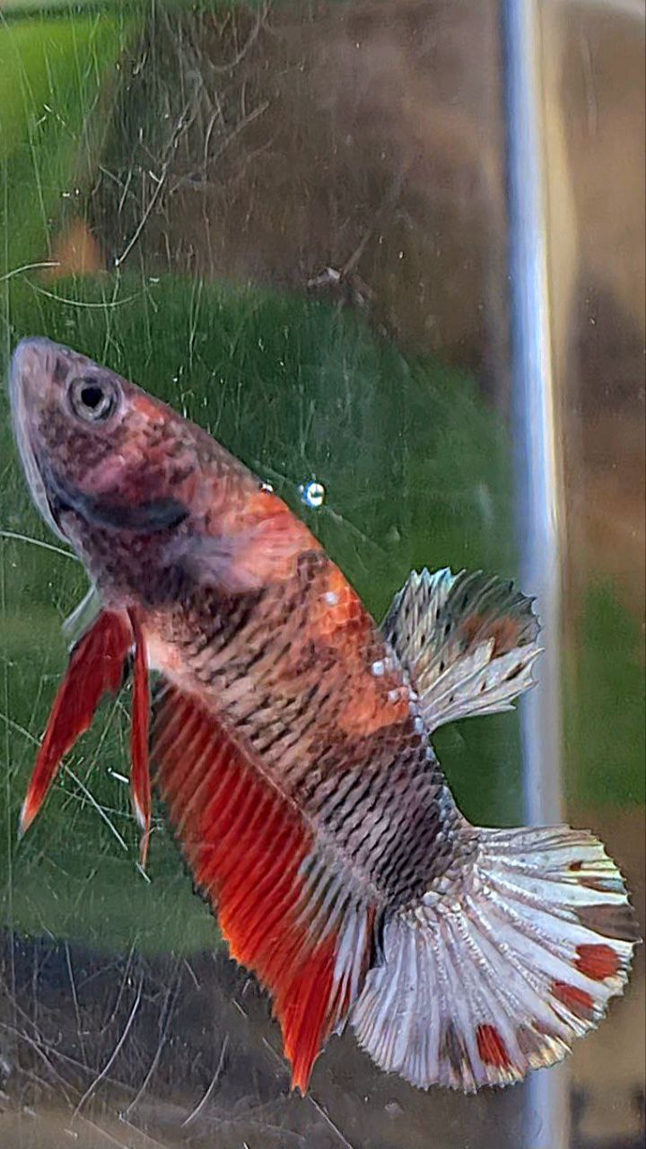 FEMALE PLAKAT RED KOI COPPER MULTICOLOR BETTA FISH