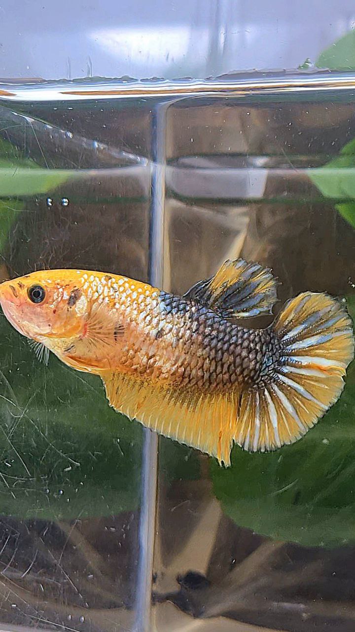 XL FEMALE PLAKAT YELLOW COPPER FANCY BETTA FISH