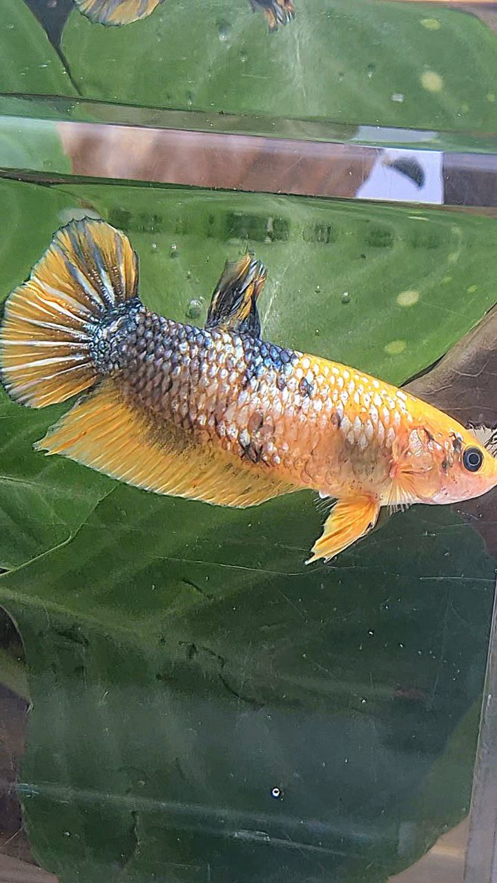 XL FEMALE PLAKAT YELLOW COPPER FANCY BETTA FISH