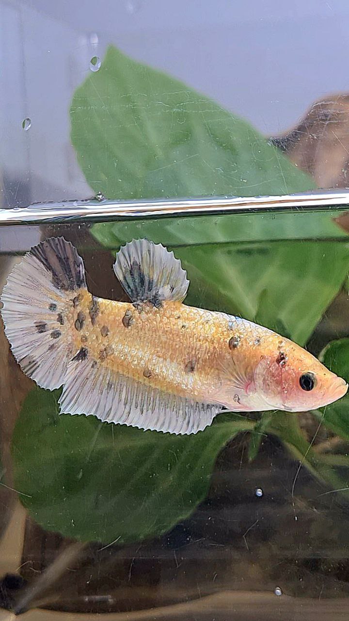 XL FEMALE PLAKAT WHITE YELLOW COPPER DOTS MARBLE BETTA FISH