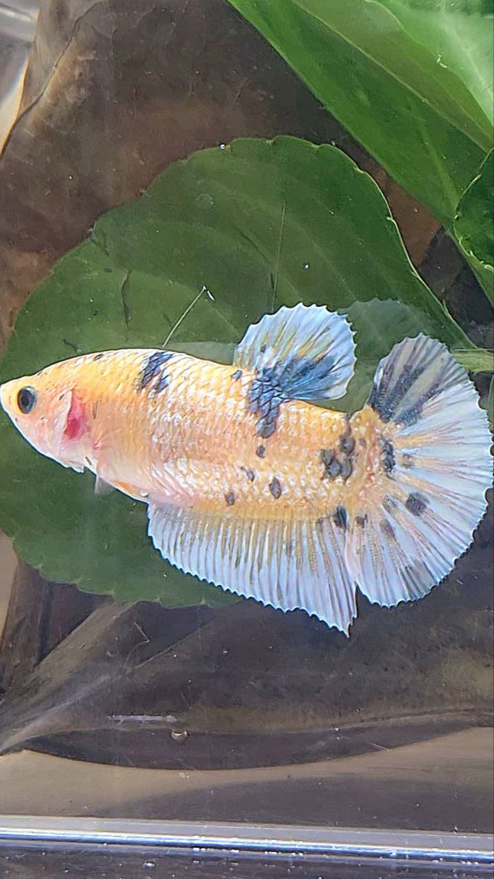 XL FEMALE PLAKAT WHITE YELLOW COPPER DOTS MARBLE BETTA FISH