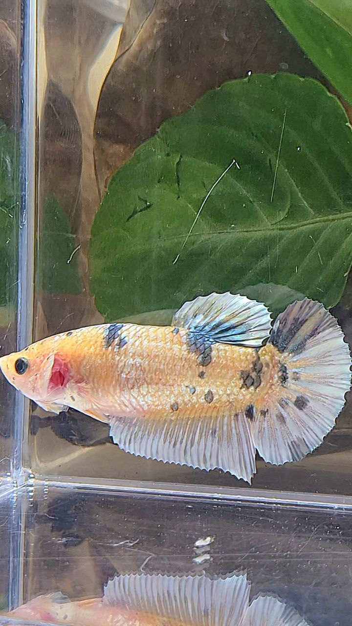 XL FEMALE PLAKAT WHITE YELLOW COPPER DOTS MARBLE BETTA FISH
