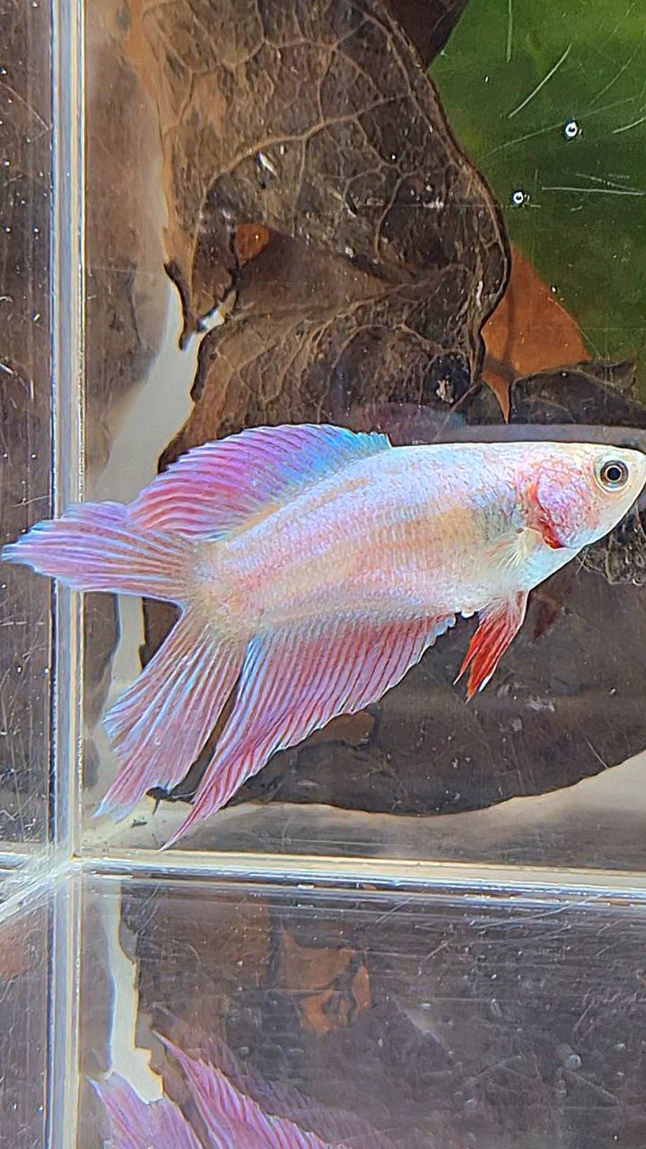 FEMALE VEILTAIL DOUBLE TAIL PINK UNICORN BETTA FISH