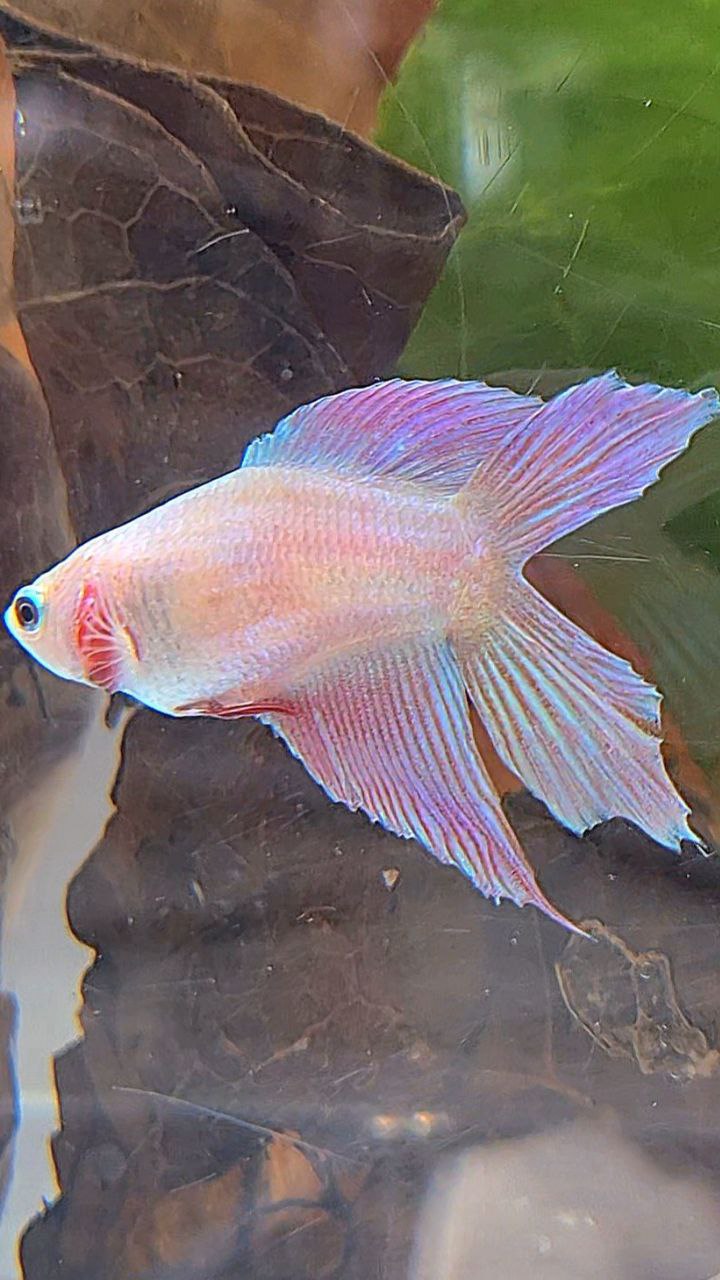 FEMALE VEILTAIL DOUBLE TAIL PINK UNICORN BETTA FISH