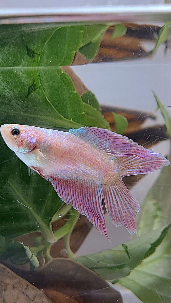 FEMALE VEILTAIL DOUBLE TAIL PINK UNICORN BETTA FISH
