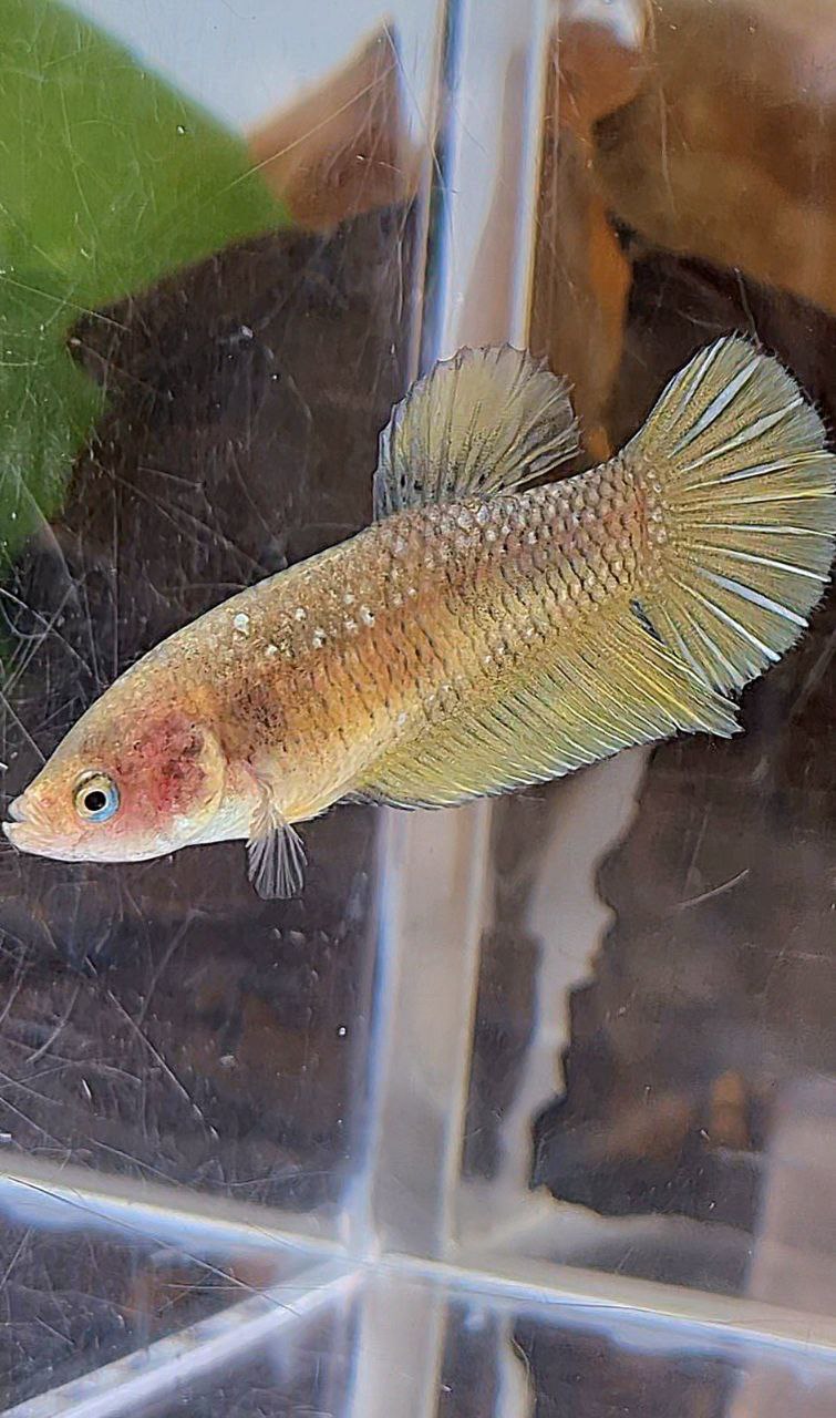 FEMALE PLAKAT YELLOW COPPER FISH