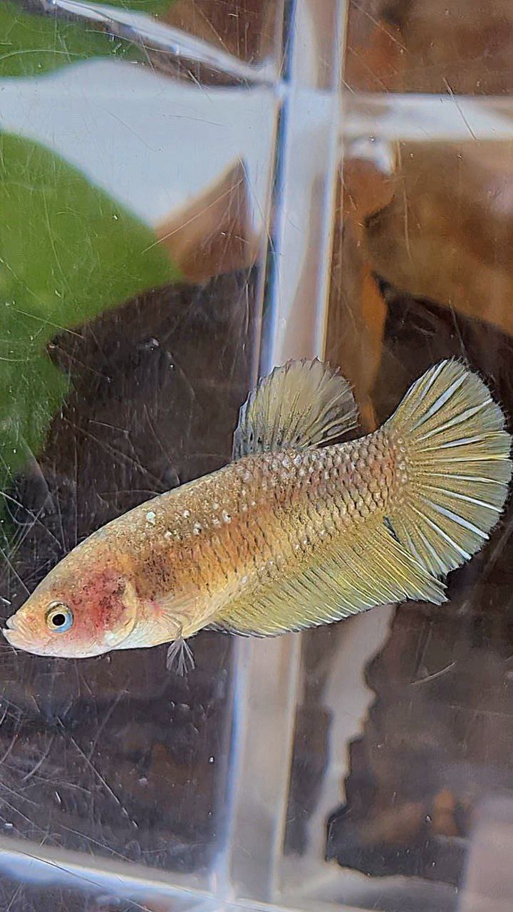 FEMALE PLAKAT YELLOW COPPER FISH
