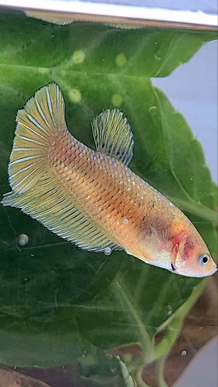 FEMALE PLAKAT YELLOW COPPER FISH