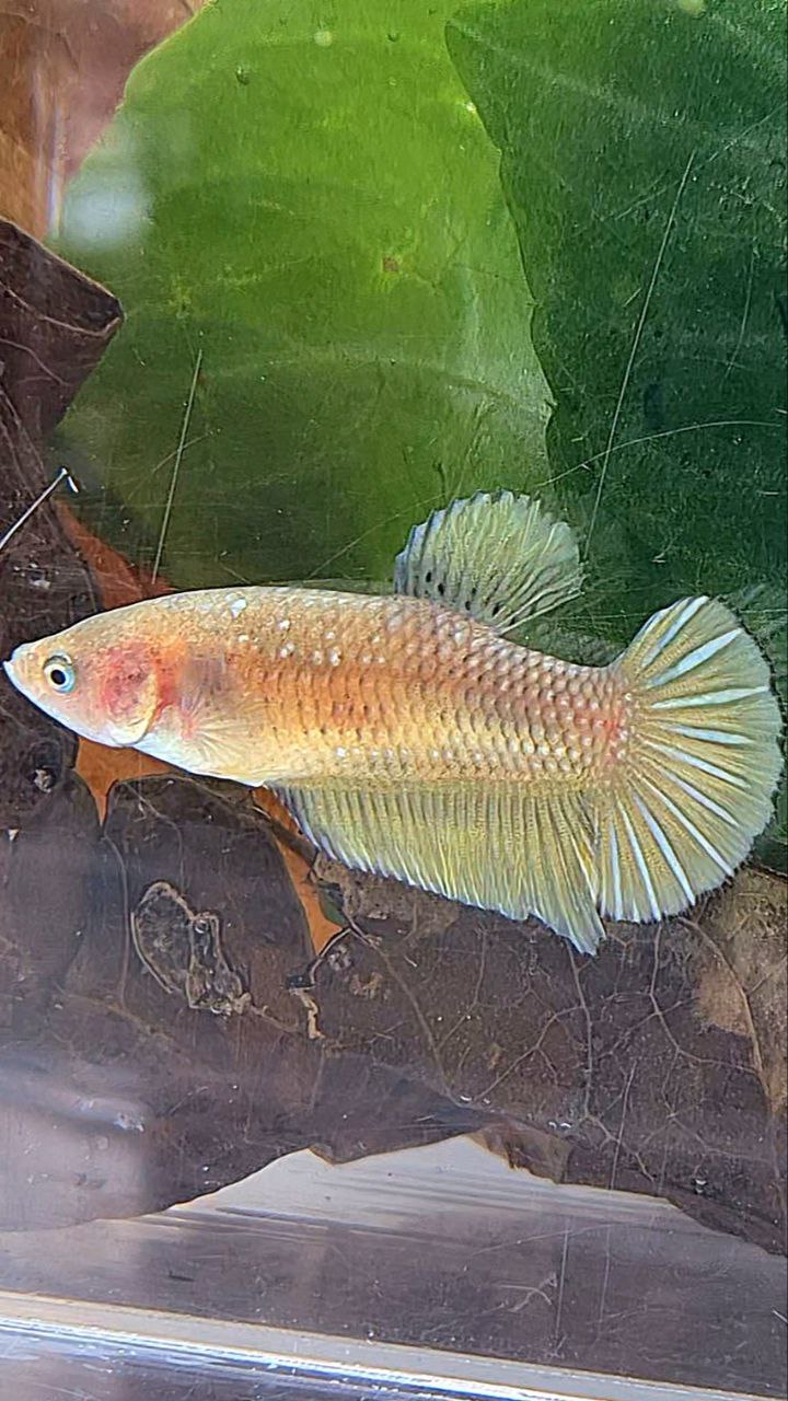 FEMALE PLAKAT YELLOW COPPER FISH