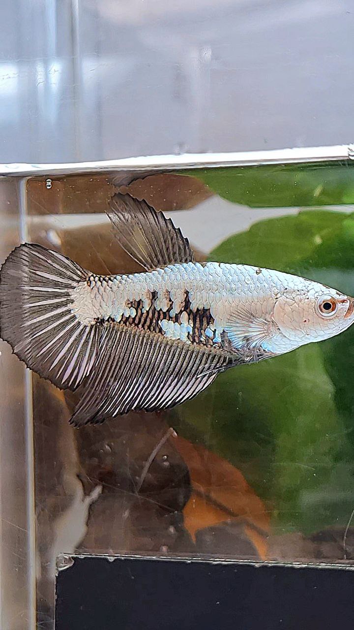FEMALE HALFMOON BLACK SAMURAI SNOW FISH
