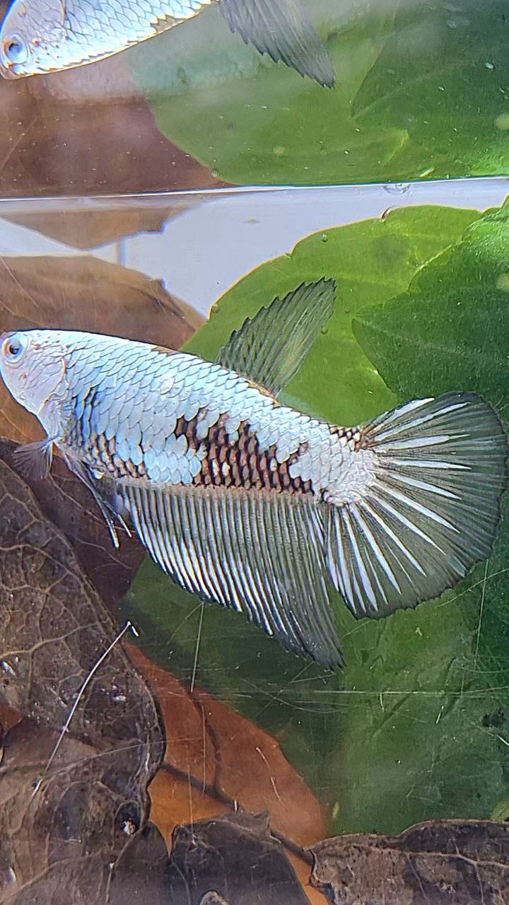 FEMALE HALFMOON BLACK SAMURAI SNOW FISH