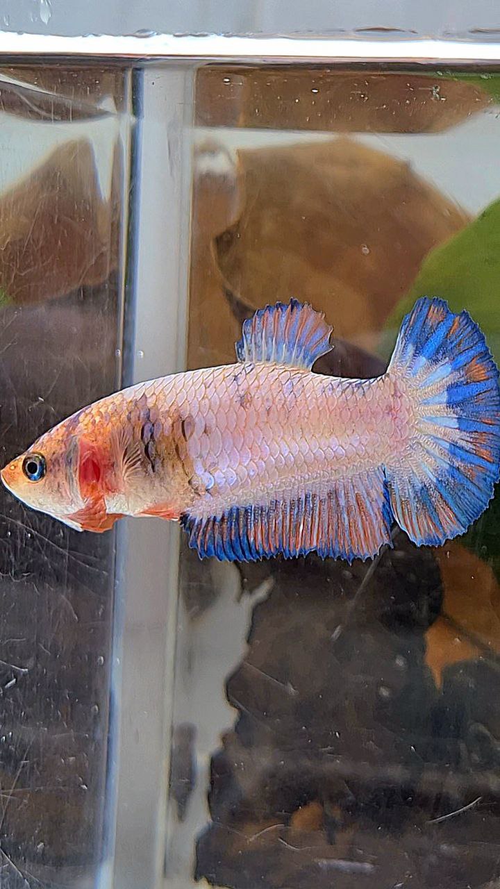 FEMALE PLAKAT PINK FLAMINGGO BLUE MARBLE BETTA FISH