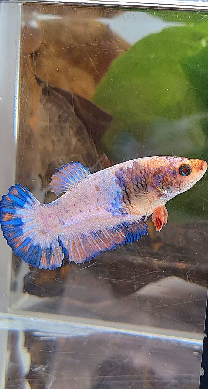 FEMALE PLAKAT PINK FLAMINGGO BLUE MARBLE BETTA FISH