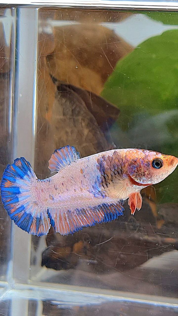 FEMALE PLAKAT PINK FLAMINGGO BLUE MARBLE BETTA FISH
