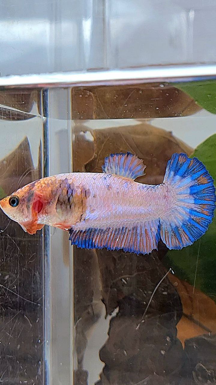 FEMALE PLAKAT PINK FLAMINGGO BLUE MARBLE BETTA FISH