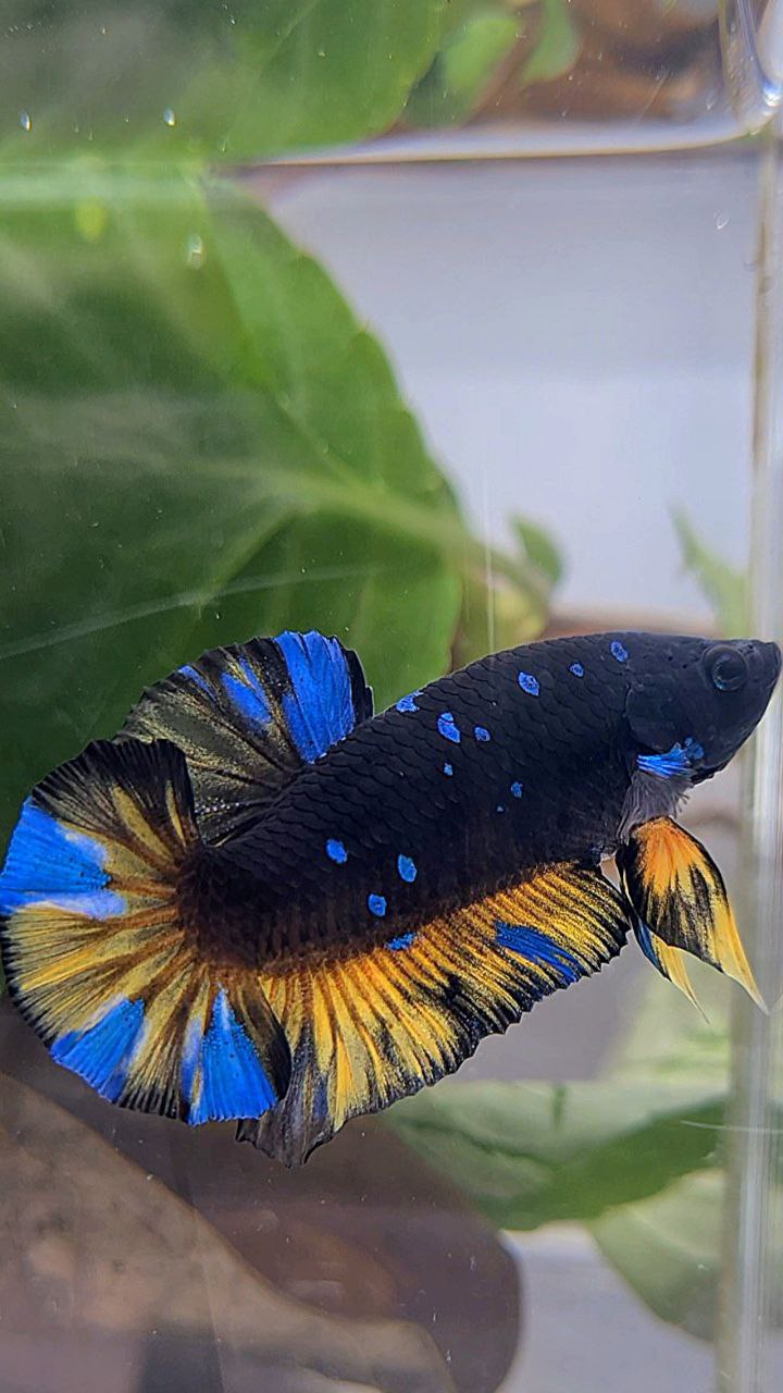 PLAKAT BLACK GALAXY BLUE AVATAR YELLOW THUNDER BETTA FISH