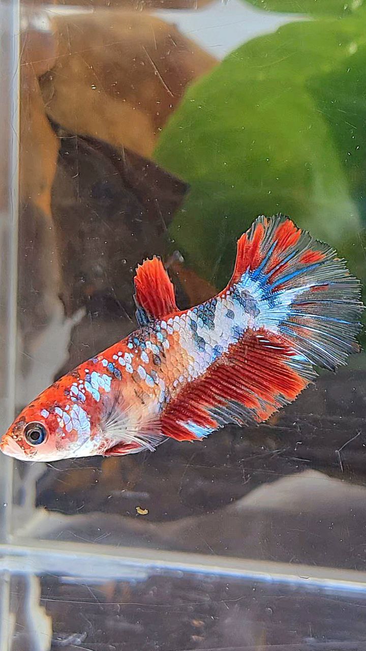 FEMALE HALFMOON RED KOI FANCY MULTICOLOR BETTA FISH
