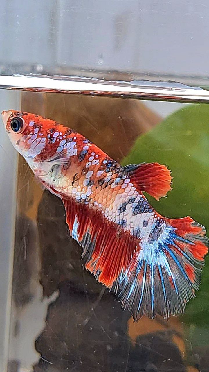 FEMALE HALFMOON RED KOI FANCY MULTICOLOR BETTA FISH