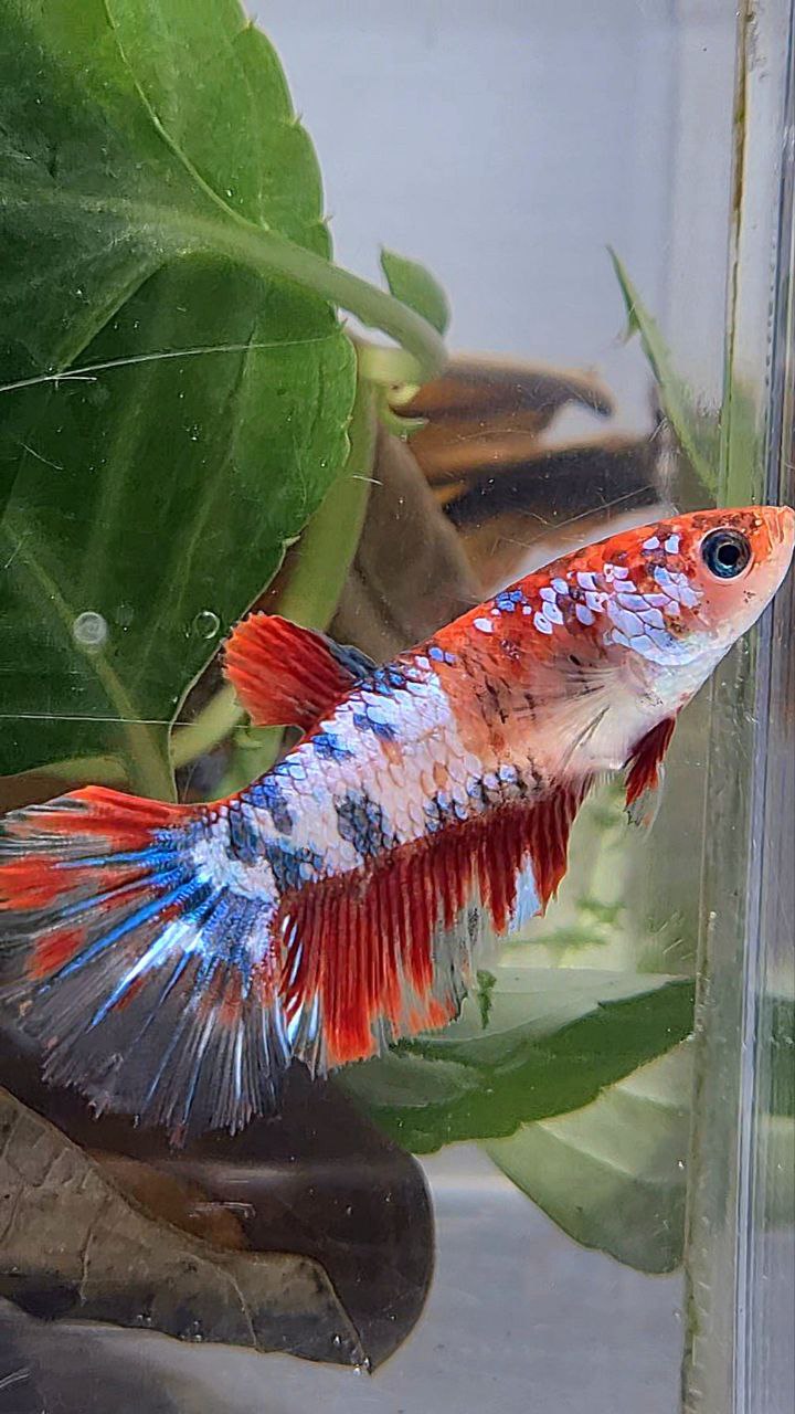 FEMALE HALFMOON RED KOI FANCY MULTICOLOR BETTA FISH