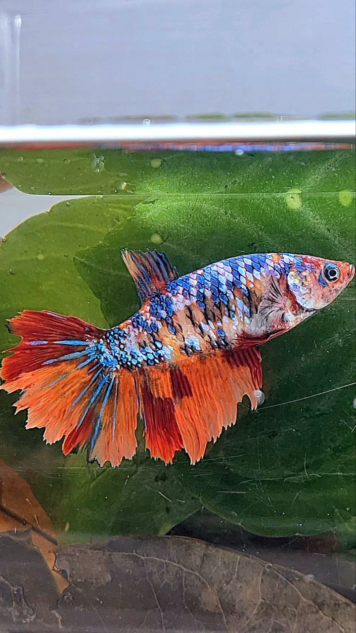 XL FEMALE HALFMOON FANCY NEMO MULTICOLOR BETTA FISH