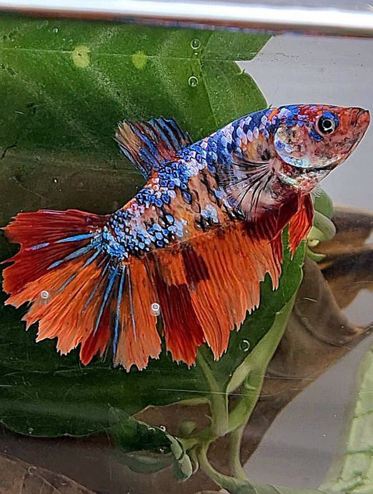 XL FEMALE HALFMOON FANCY NEMO MULTICOLOR BETTA FISH