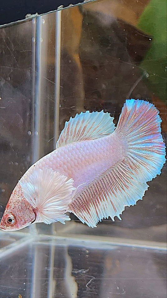 FEMALE HALFMOON DUMBO EAR WHITE LAVENDER BETTA FISH