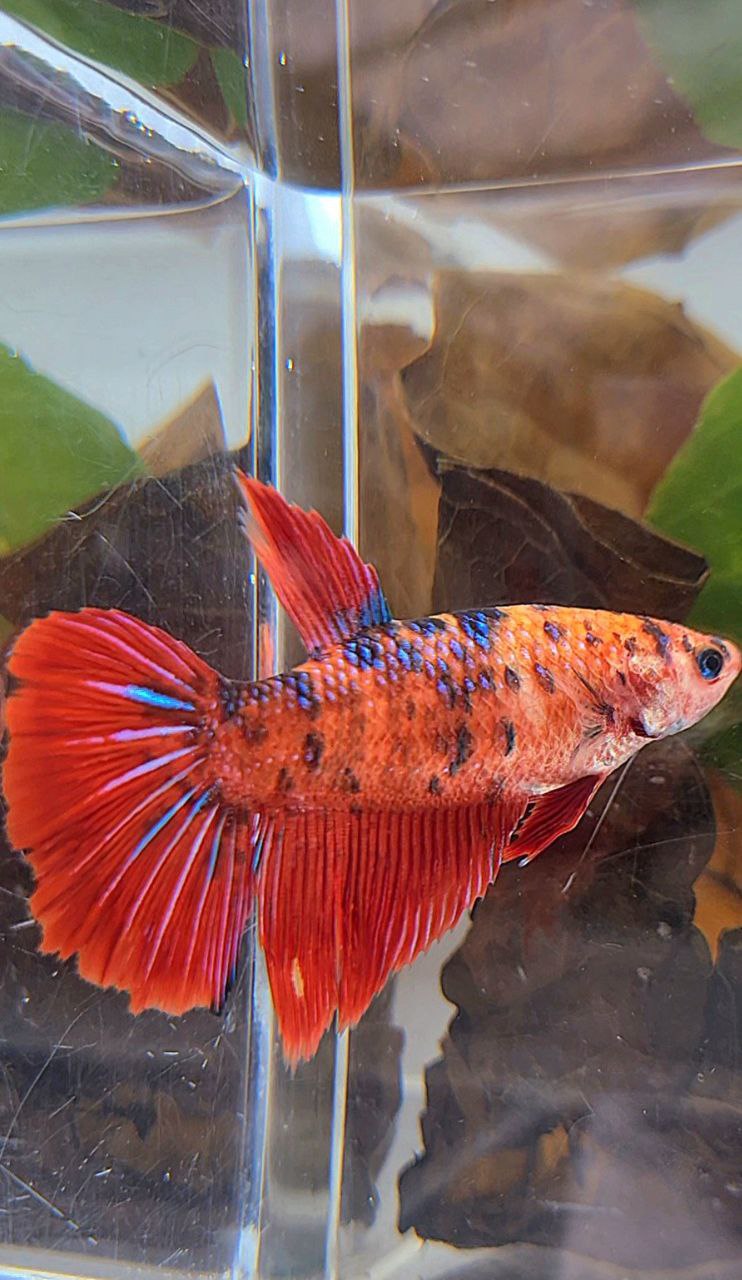 XL FEMALE HALFMOON RED TIGER METTALIC MULTICOLOR BETTA FISH