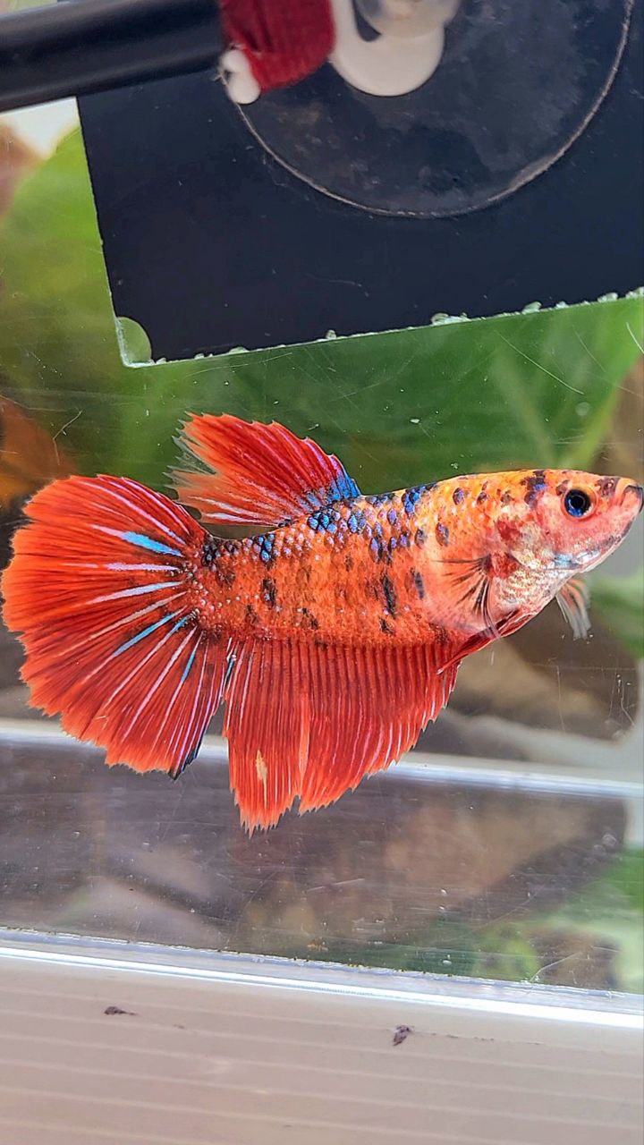 XL FEMALE HALFMOON RED TIGER METTALIC MULTICOLOR BETTA FISH
