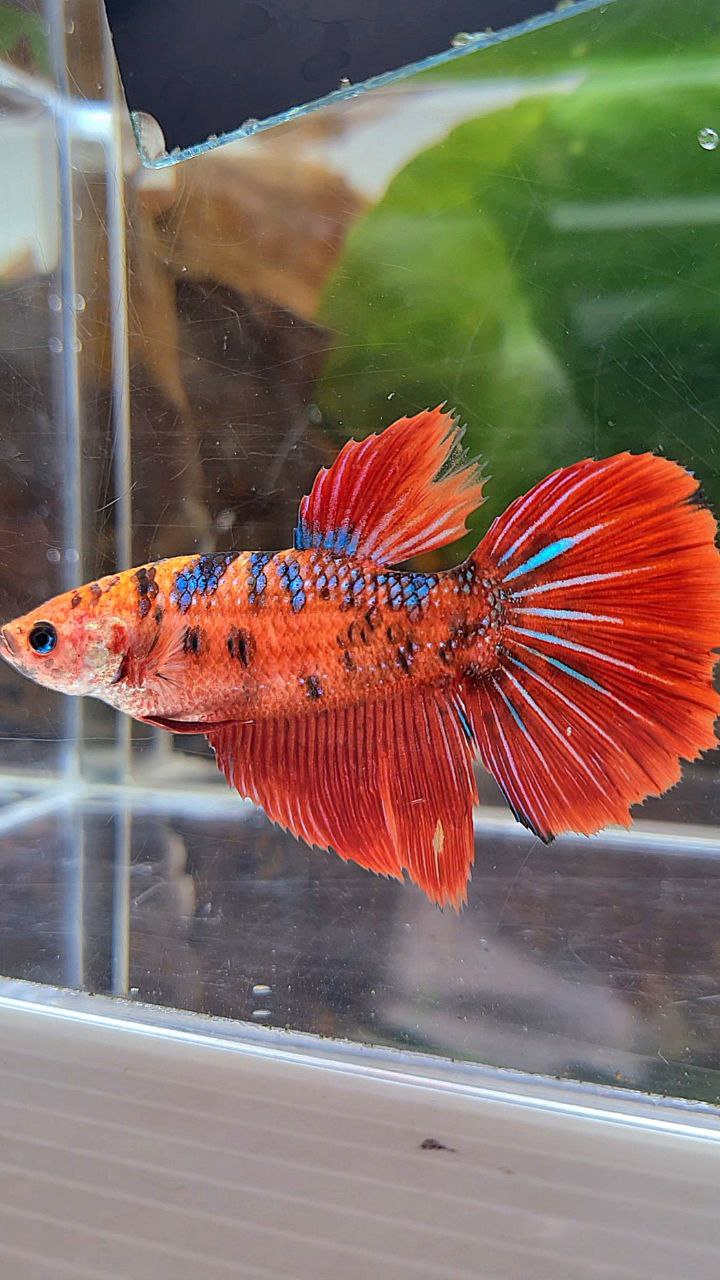 XL FEMALE HALFMOON RED TIGER METTALIC MULTICOLOR BETTA FISH