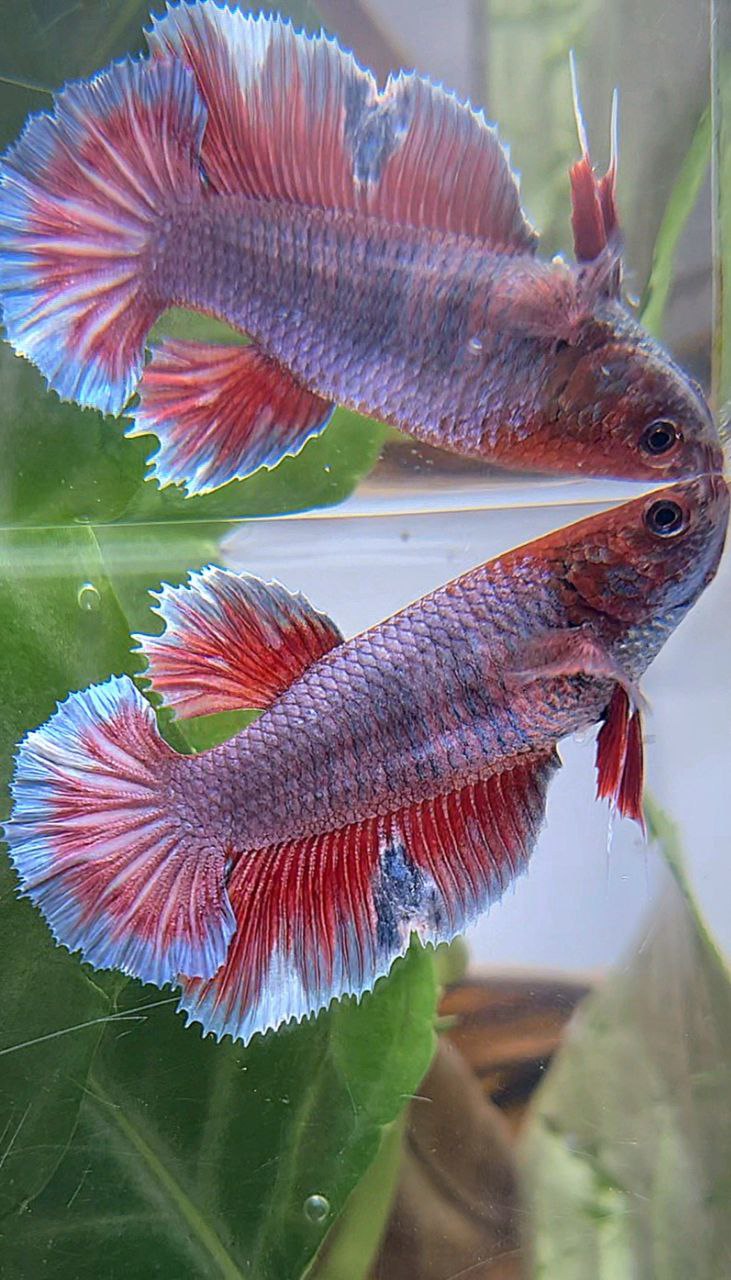 FEMALE HALFMOON PURPLE RED MAGENTA BETTA FISH