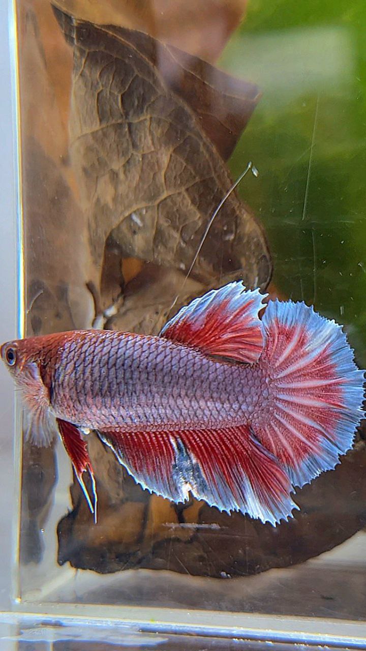 FEMALE HALFMOON PURPLE RED MAGENTA BETTA FISH