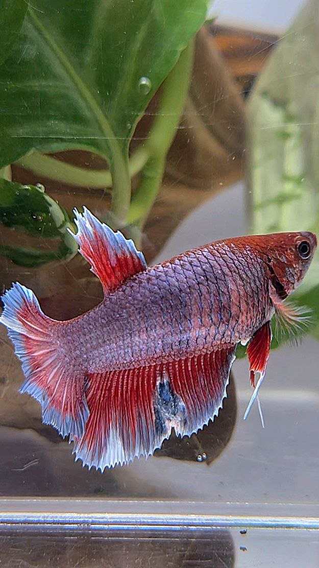 FEMALE HALFMOON PURPLE RED MAGENTA BETTA FISH