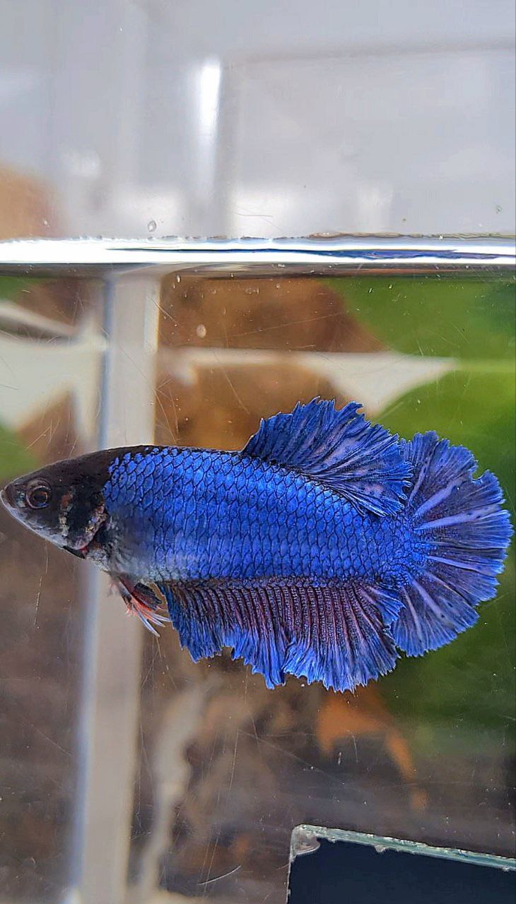 FEMALE KING FEATHER TAIL HALFMOON BLUE BETTA FISH