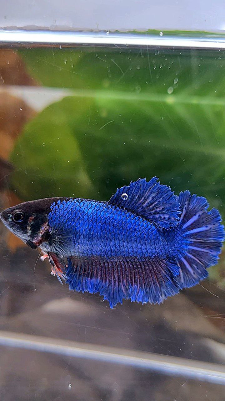 FEMALE KING FEATHER TAIL HALFMOON BLUE BETTA FISH