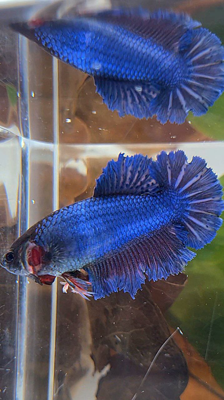 FEMALE KING FEATHER TAIL HALFMOON BLUE BETTA FISH