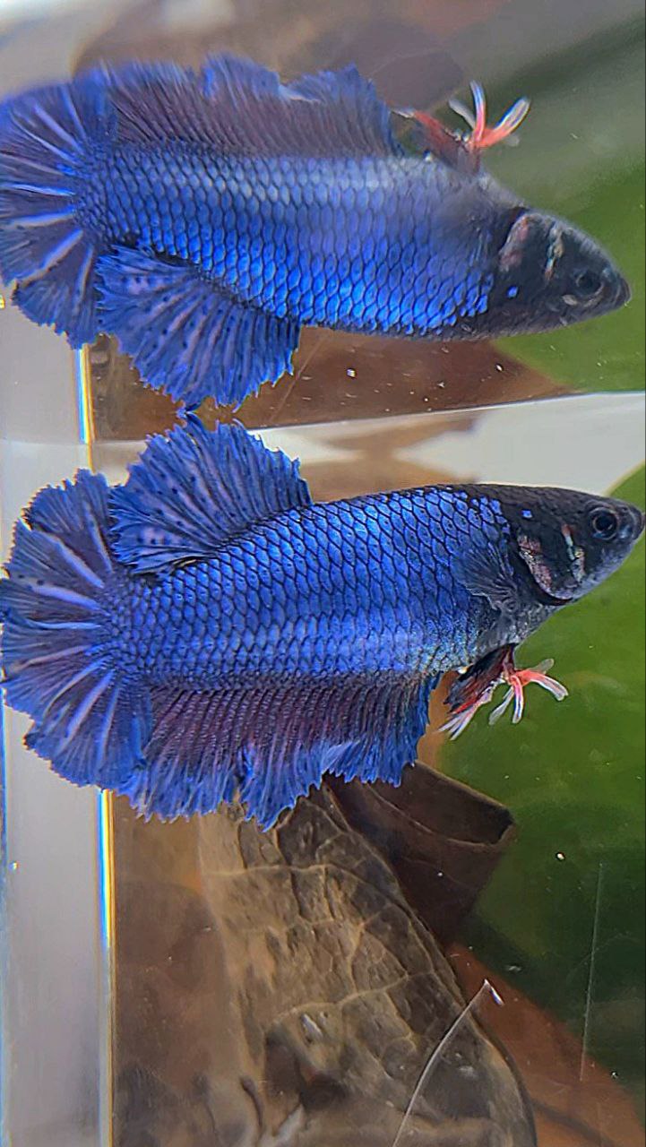 FEMALE KING FEATHER TAIL HALFMOON BLUE BETTA FISH