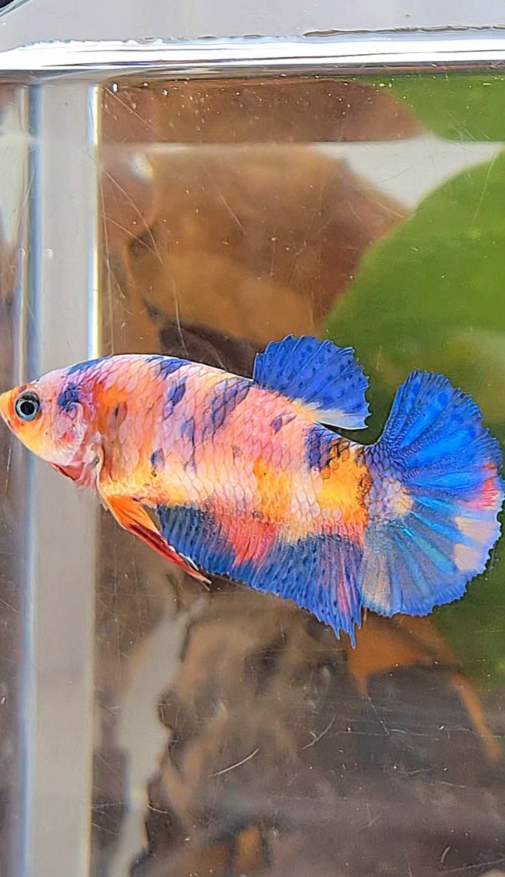 FEMALE PLAKAT ORANGE BASED PINK CANDY MULTICOLOR BETTA FISH