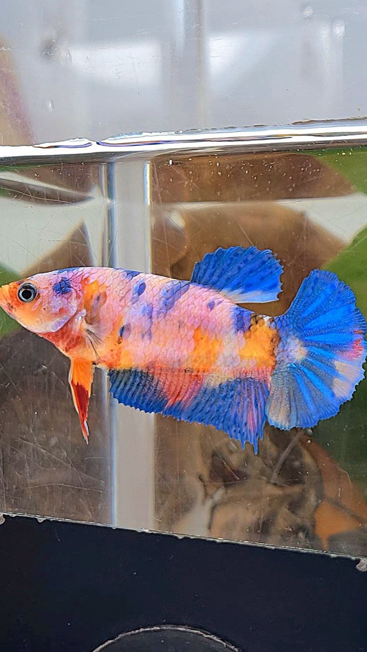 FEMALE PLAKAT ORANGE BASED PINK CANDY MULTICOLOR BETTA FISH