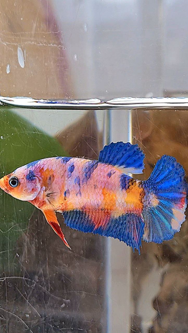 FEMALE PLAKAT ORANGE BASED PINK CANDY MULTICOLOR BETTA FISH