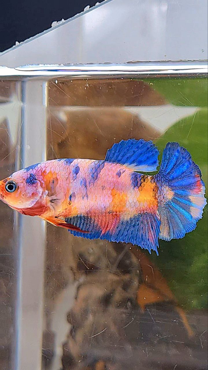 FEMALE PLAKAT ORANGE BASED PINK CANDY MULTICOLOR BETTA FISH