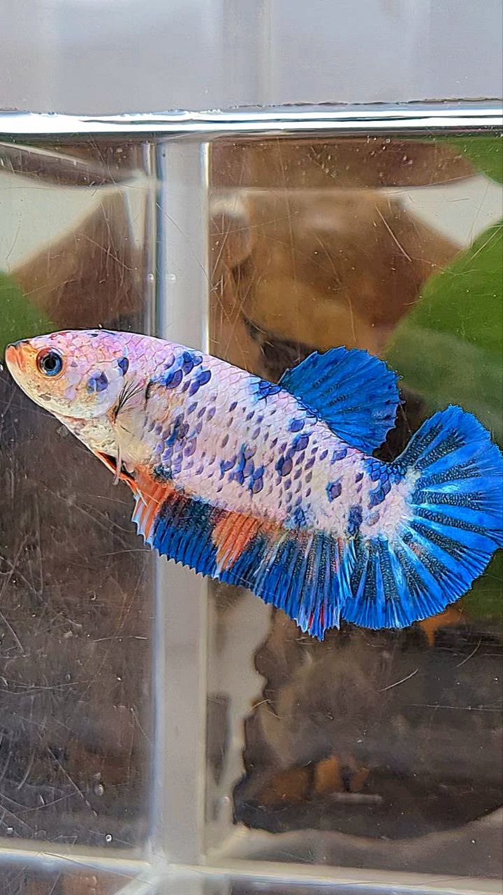 XL FEMALE PLAKAT WHITE FANCY BLUE DOTS MULTICOLOR BETTA FISH
