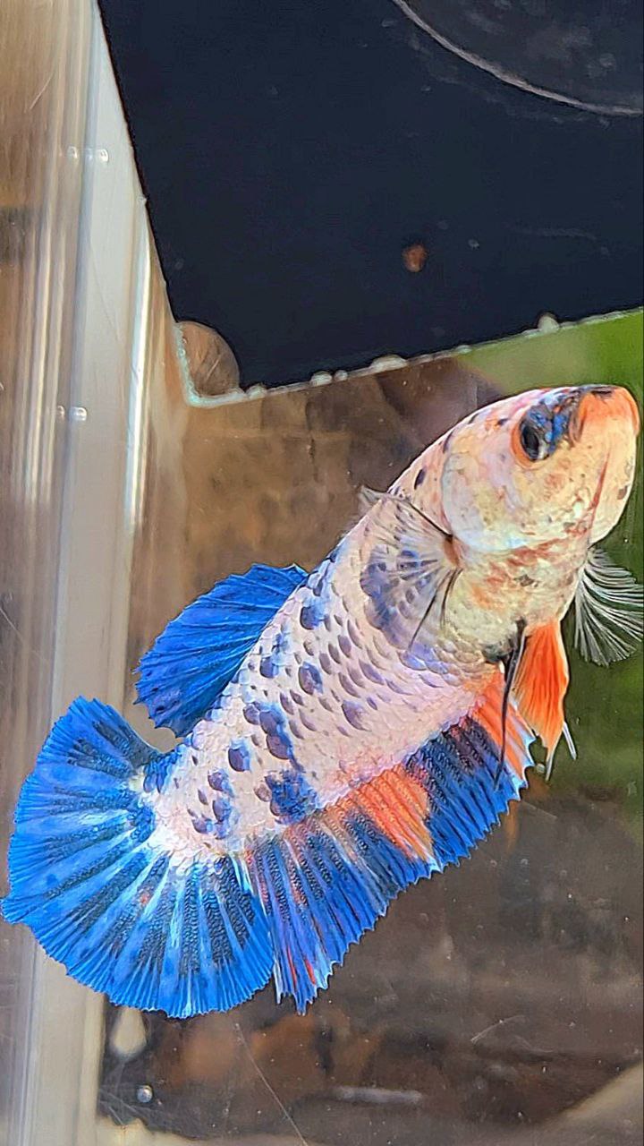 XL FEMALE PLAKAT WHITE FANCY BLUE DOTS MULTICOLOR BETTA FISH