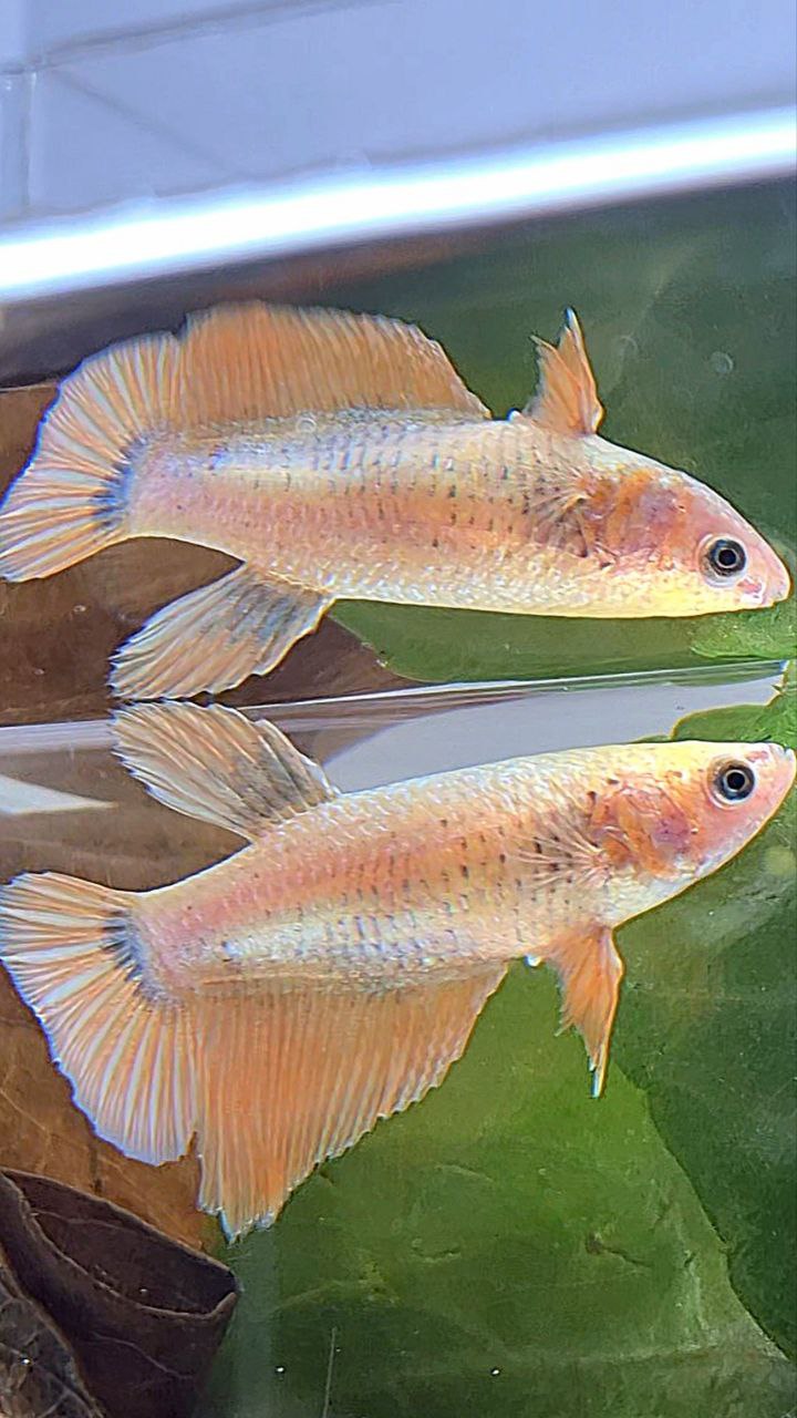 FEMALE HALFMOON GOLD COPPER WASH BETTA FISH