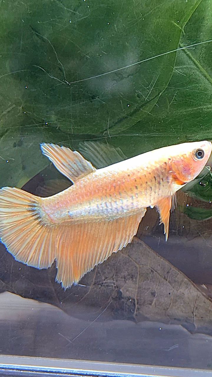 FEMALE HALFMOON GOLD COPPER WASH BETTA FISH